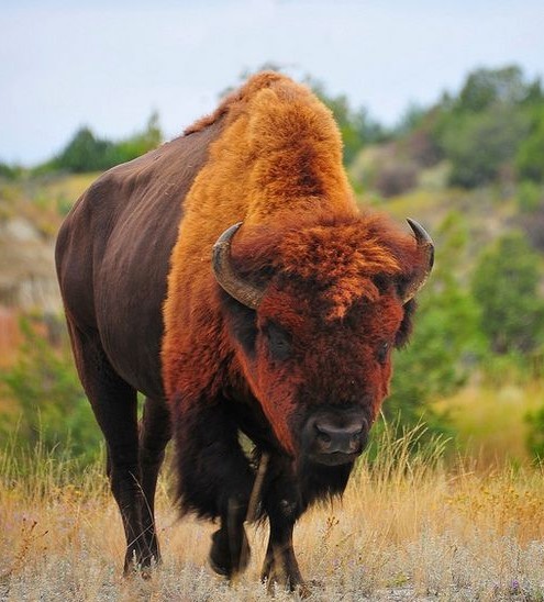 What are the facts about the American Bison?