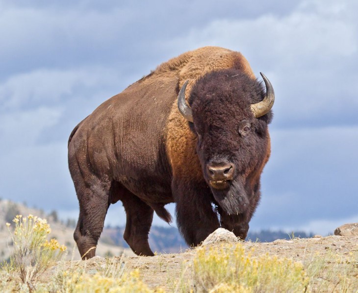 What are the facts about the American Bison?
